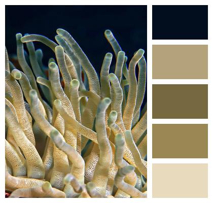 Underwater Plant Coral Image