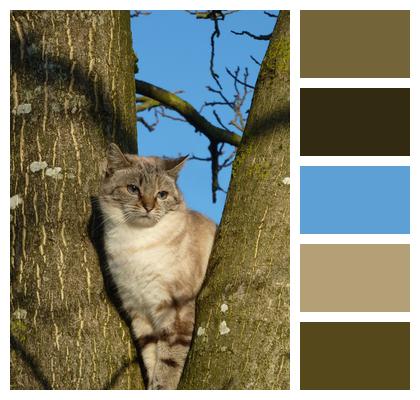 Cat Tree Animal Image