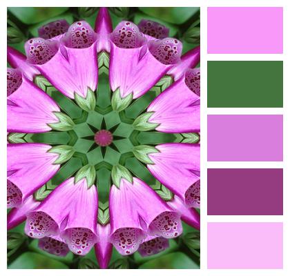 Pink Digitalis Flowers Image