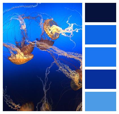 Sea Jellyfishes Ocean Image