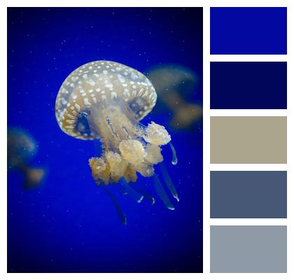 Underwater Jellyfish Animals Image