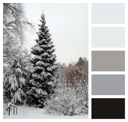 Tree Nature Winter Image