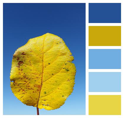 Yellow Nature Leaf Image
