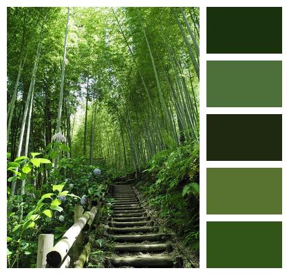 Bamboo Tree Japan Image