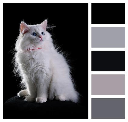 Cat White Animal Image