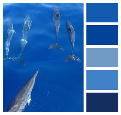 Fishes Dolphins Sea Image
