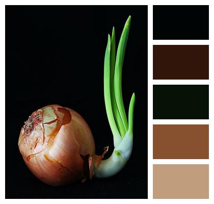 Onion Bio Vegetables Image