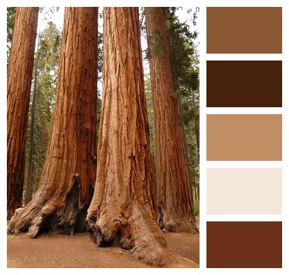 Tree Sequoia Redwoodtree Image