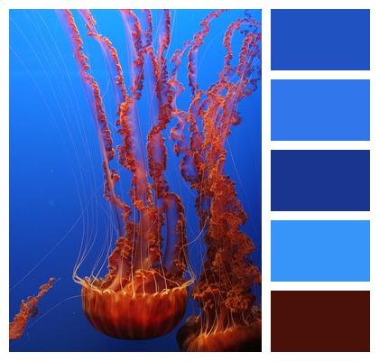 Jellyfish Tentacles Ocean Image