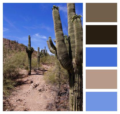 Cactus Desert Landscape Image