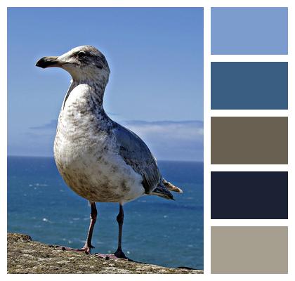 Nature Bird Seagull Image