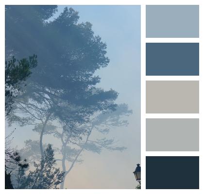 Nature Fog Tree Image