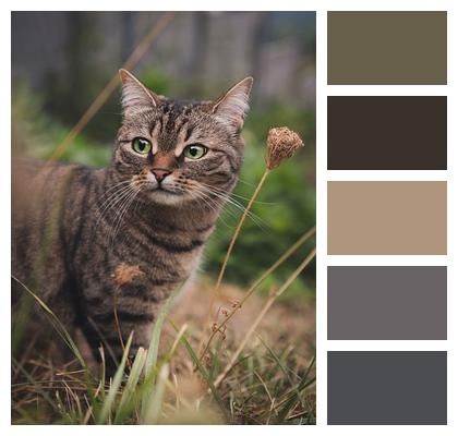 Animal Tabby Cat Image