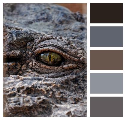 Crocodile Reptile Eyes Image