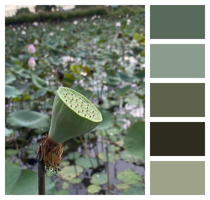 Pond Nature Lotus Image