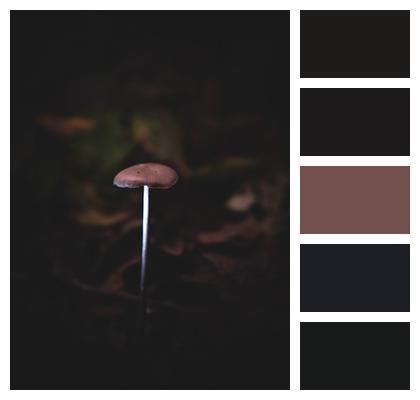 Night Dark Fungi Image