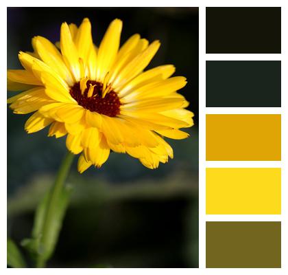 Marigold Flower Plant Image