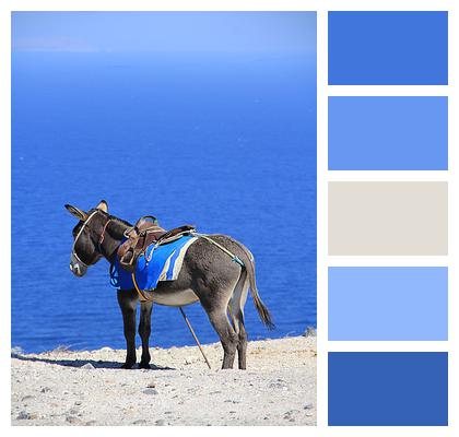 Sea Greece Donkey Image