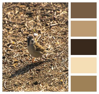 Sparrow Bird Ornithology Image