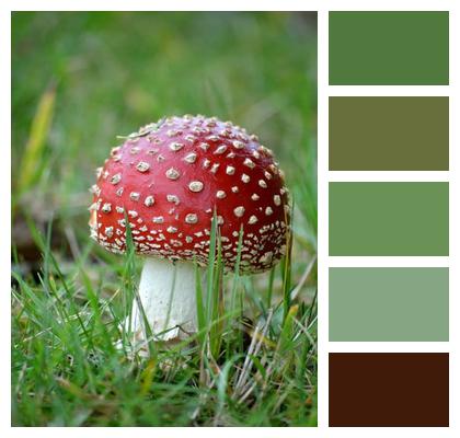 Grass Poisonous Mushroom Image