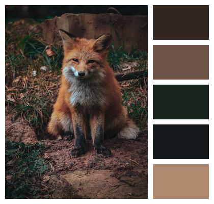 Fox Animal Nature Image