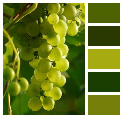 Plant Grapes Wine Image