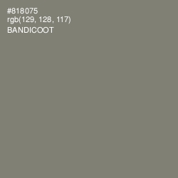 #818075 - Bandicoot Color Image