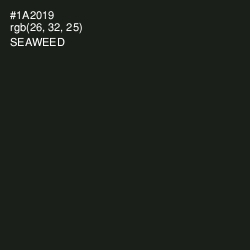 #1A2019 - Seaweed Color Image